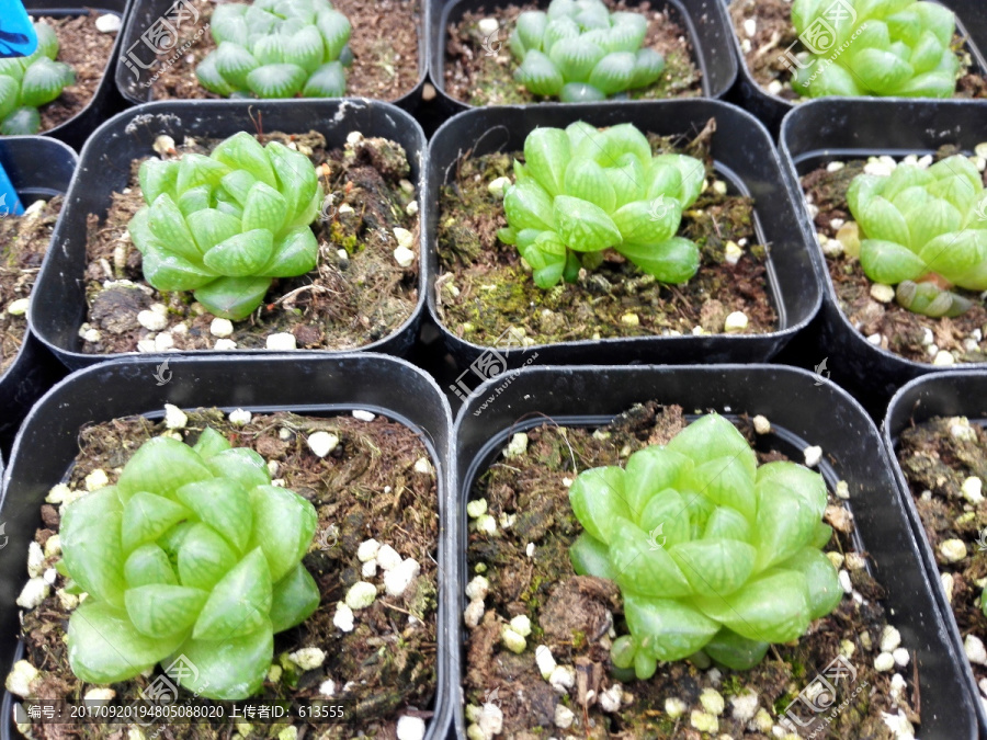 多肉植物,雨露