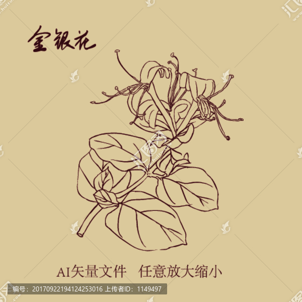 金银花,手绘