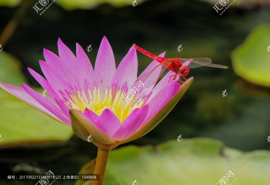 荷花蜻蜓,红色蜻蜓