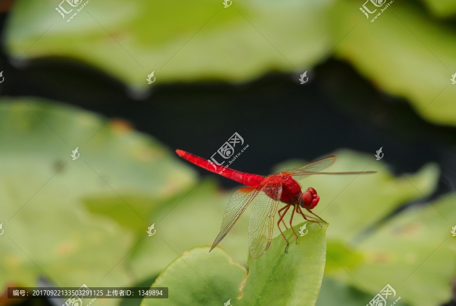 蜻蜓,红色蜻蜓,荷叶蜻蜓