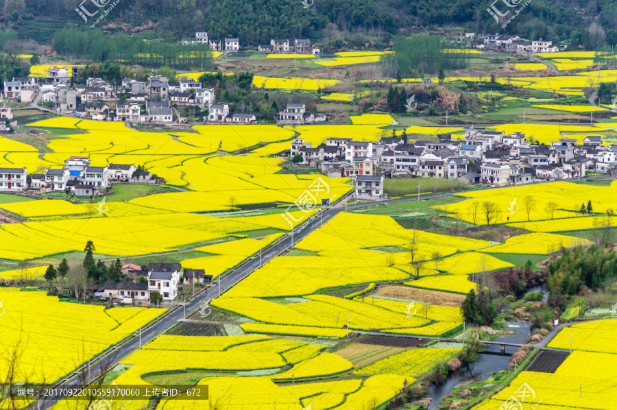 柯村油菜花