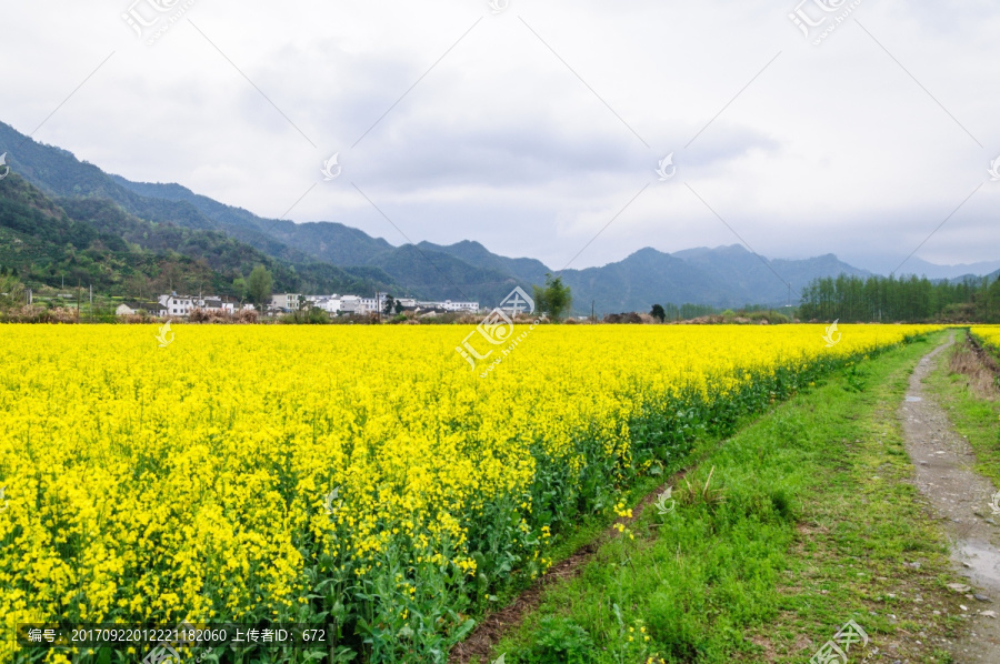 柯村油菜花