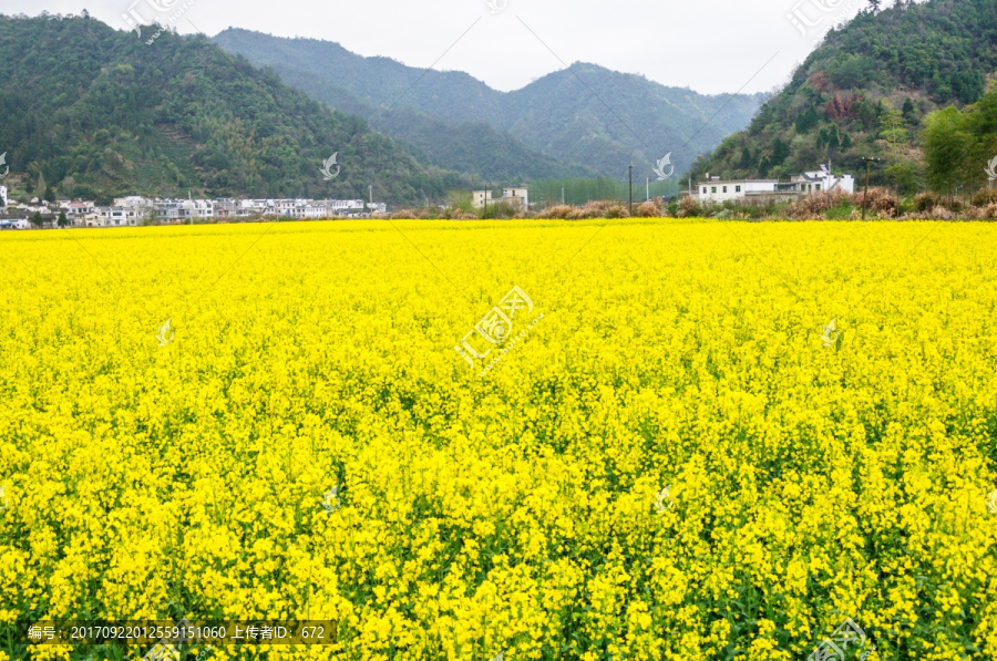 柯村油菜花