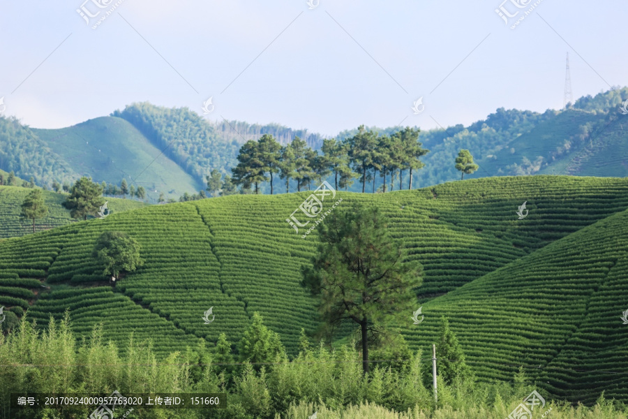 浙江安吉白茶茶园茶山