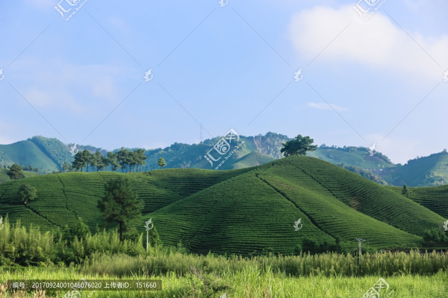 浙江安吉白茶茶园茶山