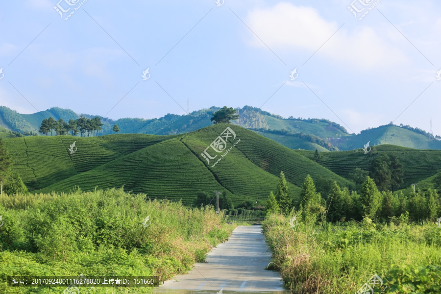 安吉白茶茶叶园茶山