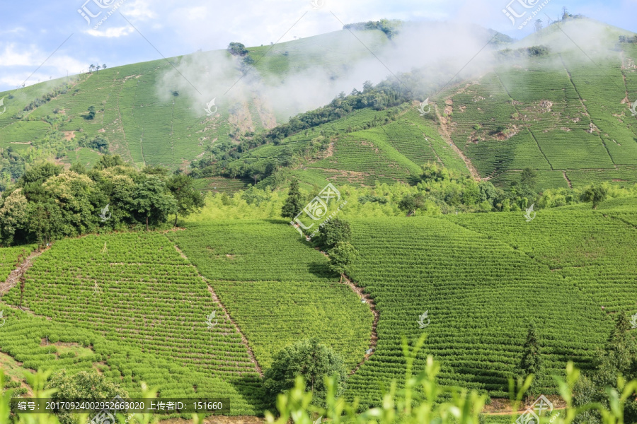 浙江安吉白茶茶园茶山