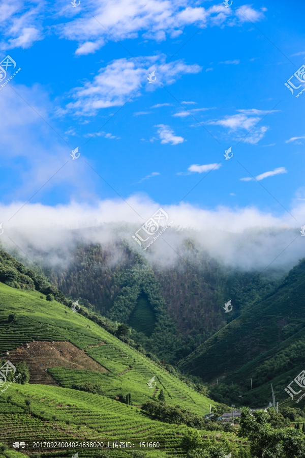 浙江安吉白茶茶园茶山