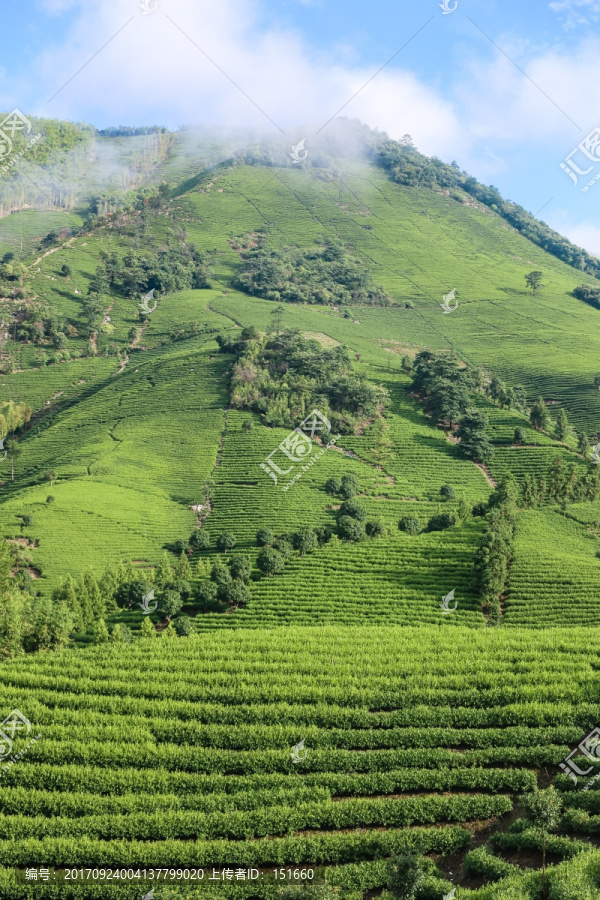 浙江安吉白茶茶园茶山