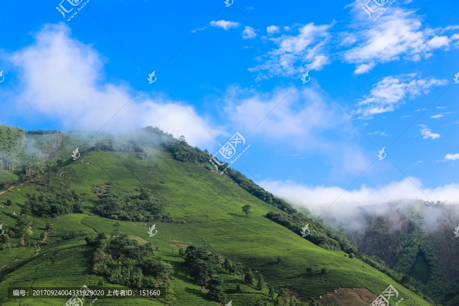 浙江安吉白茶茶园茶山