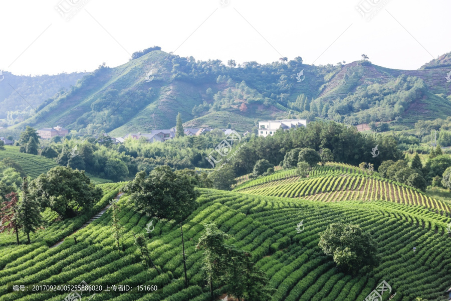 浙江安吉白茶茶园茶山