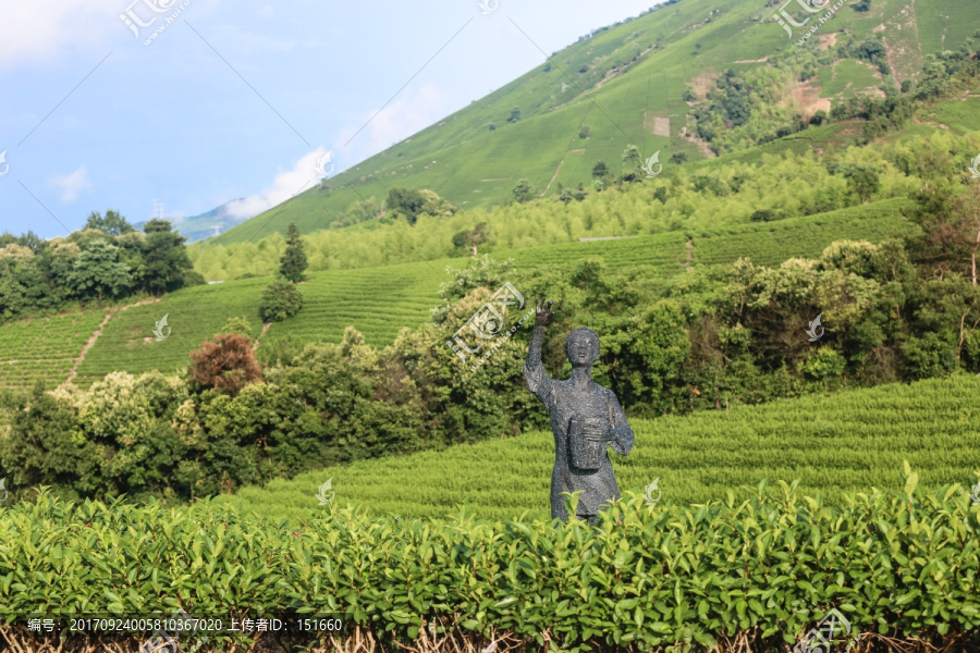 浙江安吉白茶茶园茶山