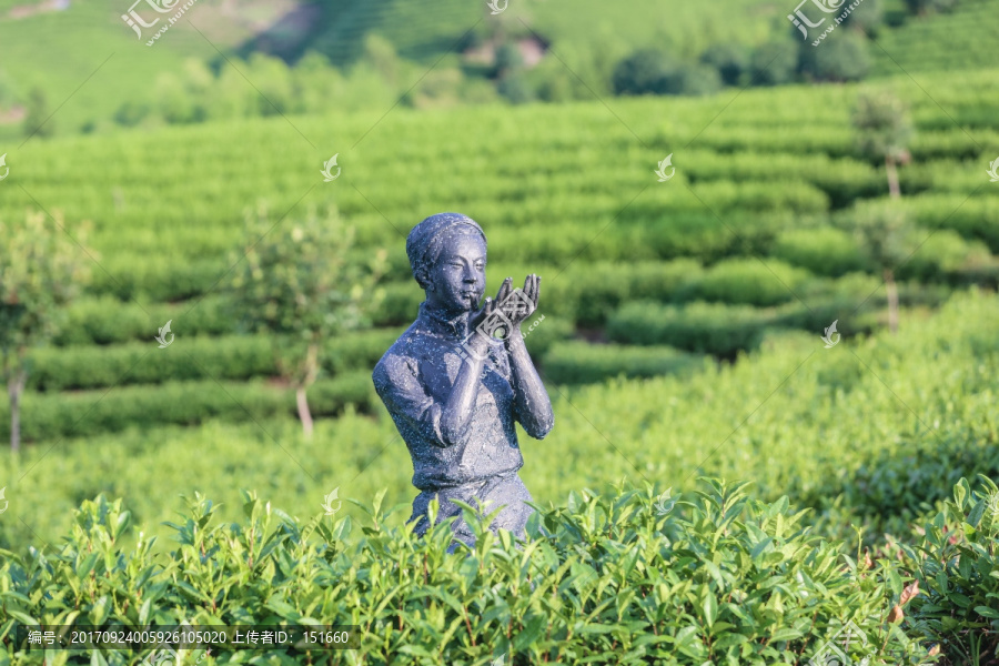 浙江安吉白茶茶园茶山