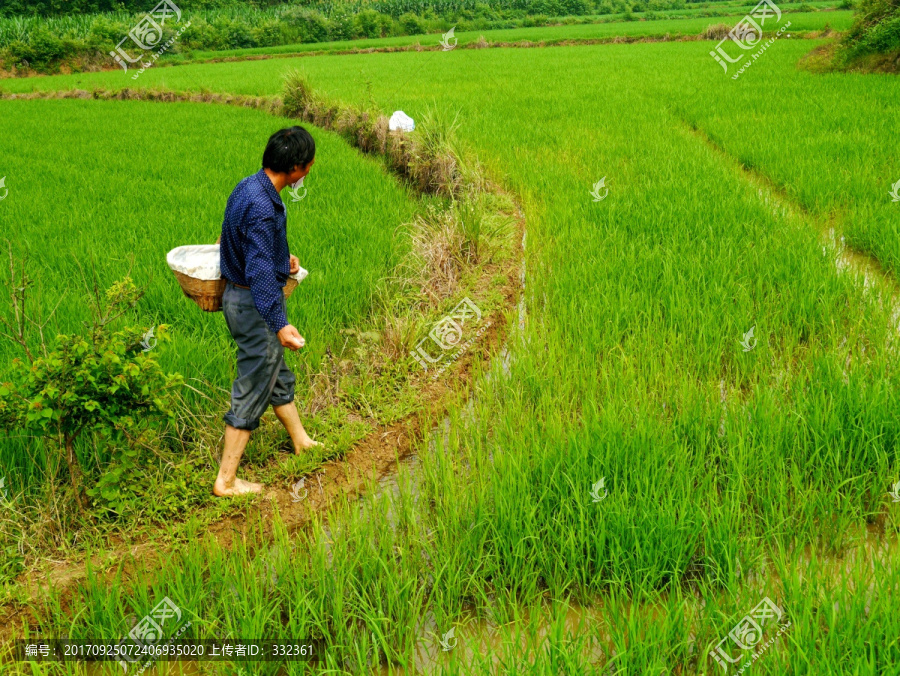 农民稻田施化肥