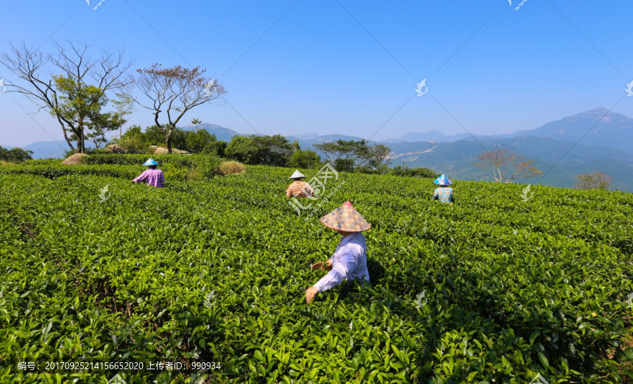 茶园,广东十大名茶,采茶