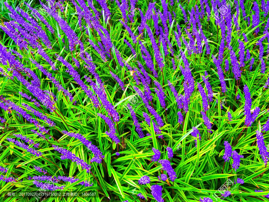 紫色麦冬草