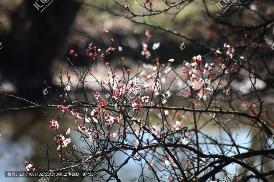 梅花