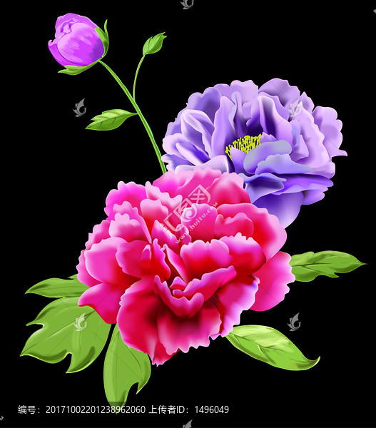 牡丹花卉圖
