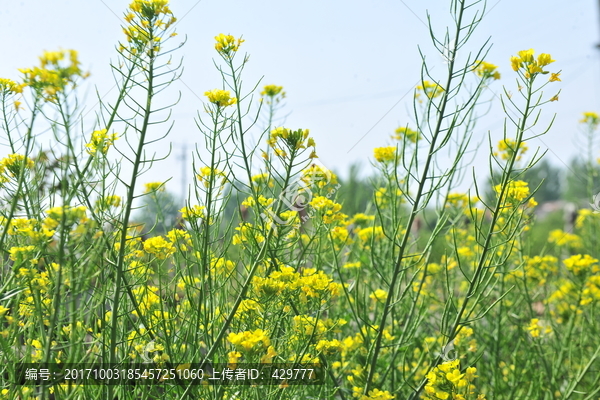 油菜花