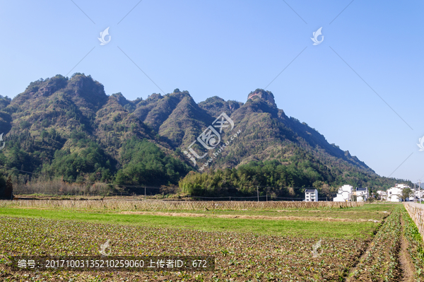 乡村青菜地