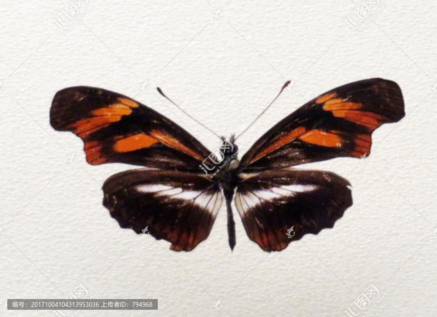 美洲双红带袖蝶