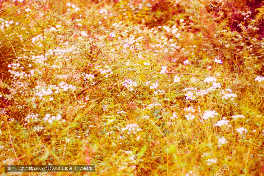 山花,野花