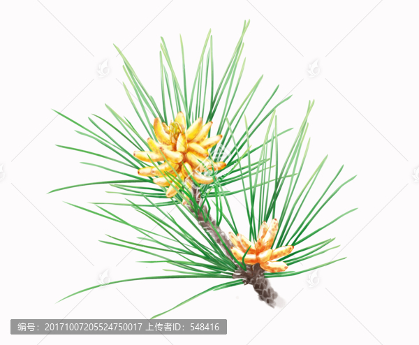松花