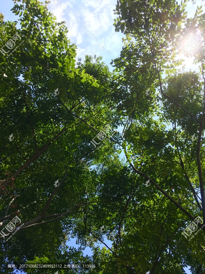 綠樹天空