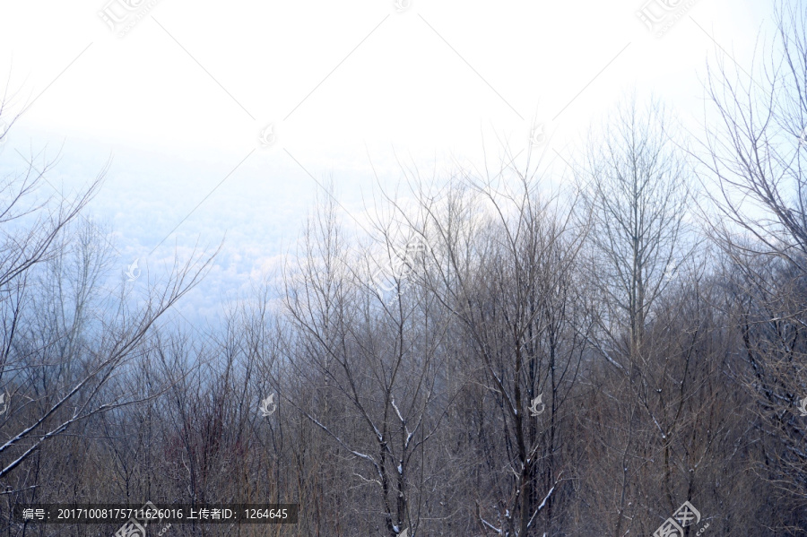 雪,树,村庄,雪乡,风景