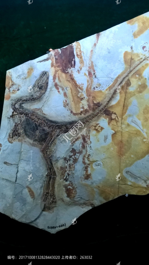 中华龙鸟,古生物化石