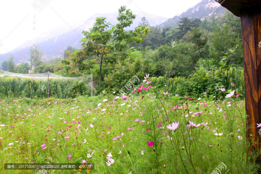 格桑花海,花丛