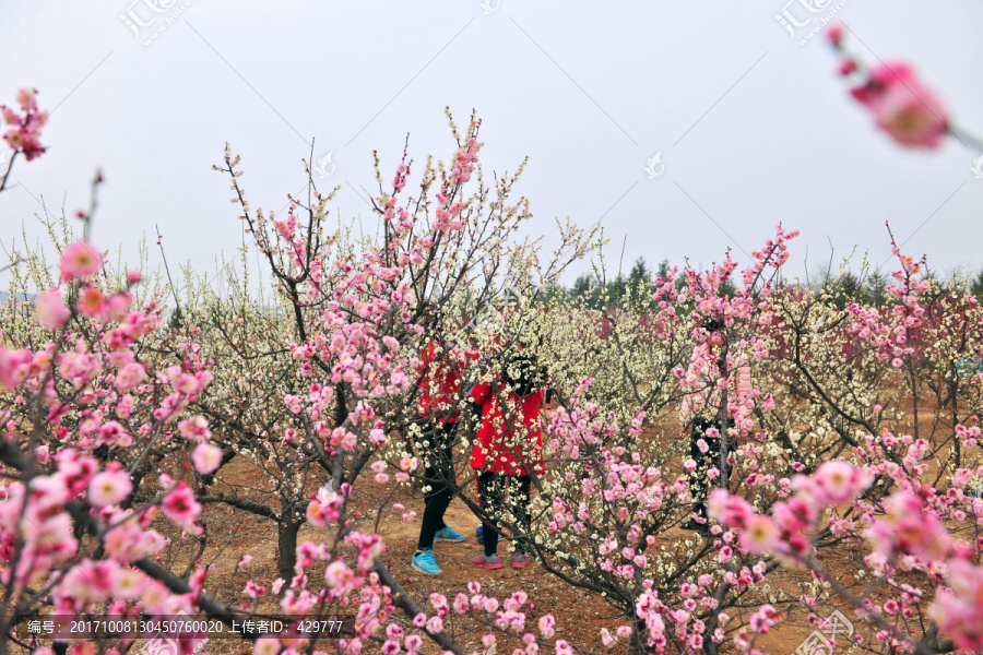 赏梅,,梅花