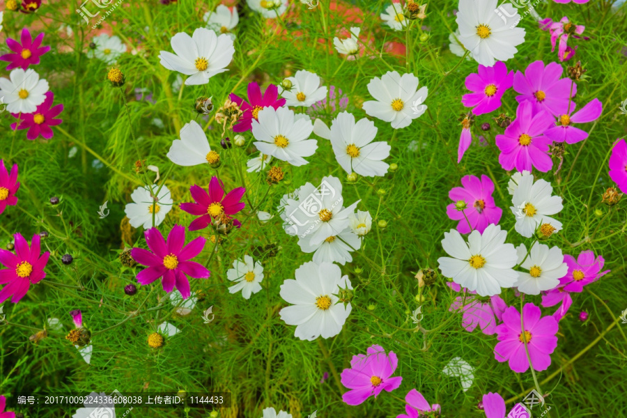 格桑花