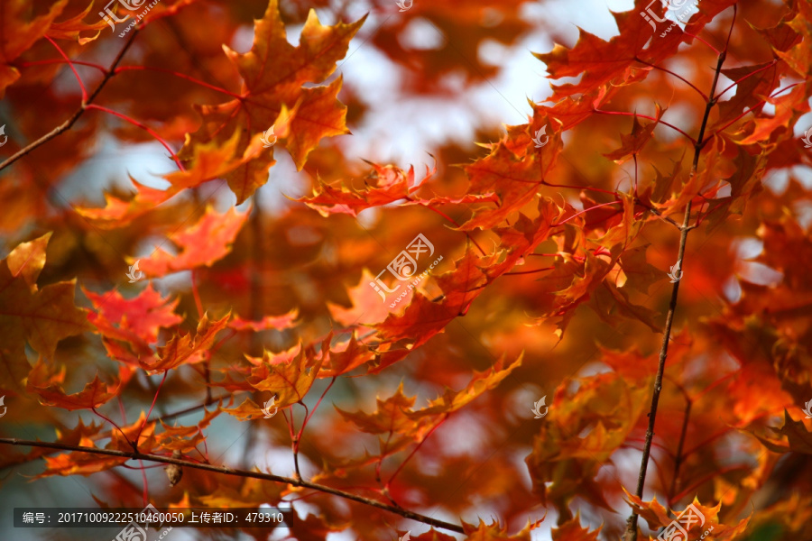 秋天红叶,秋景图,秋天,风景