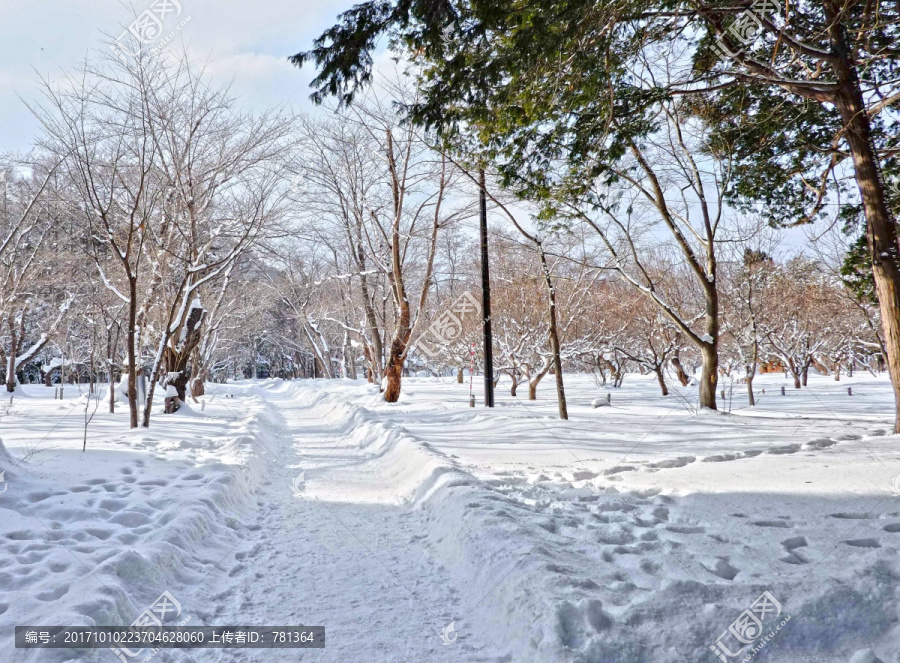 雪地道路,雪路,冬季美景