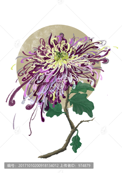 手繪插畫紫菊花