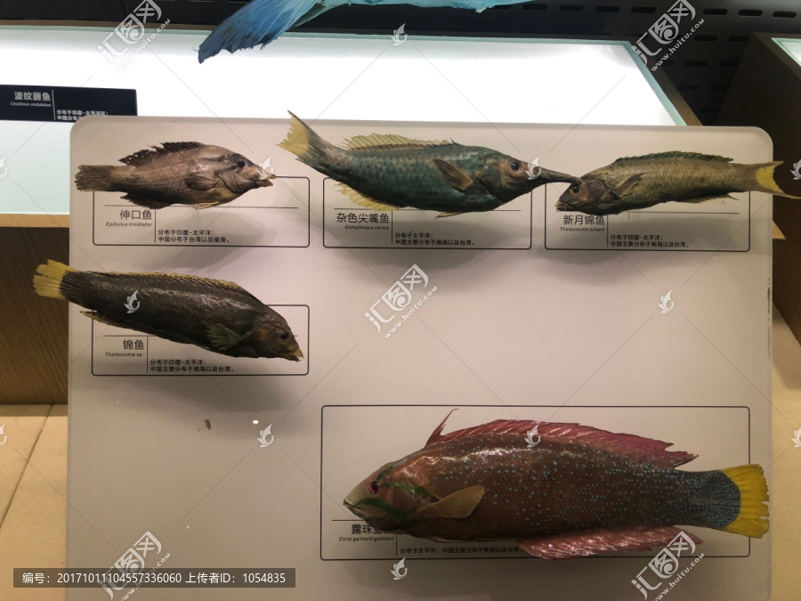 鱼类标本,展馆