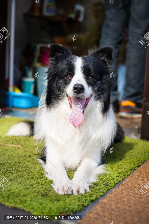 边境牧羊犬