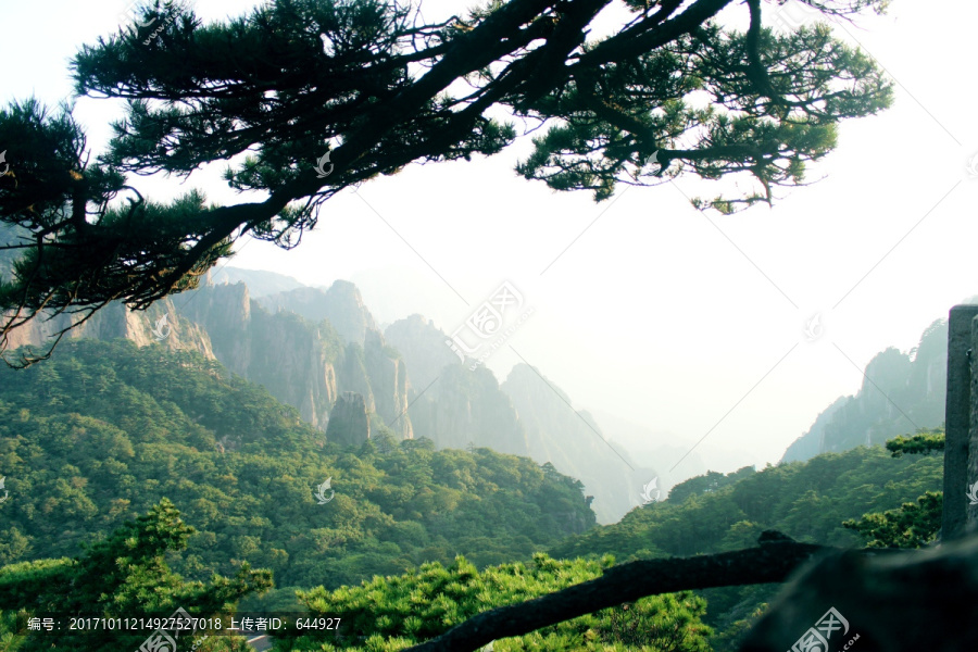 黄山植被