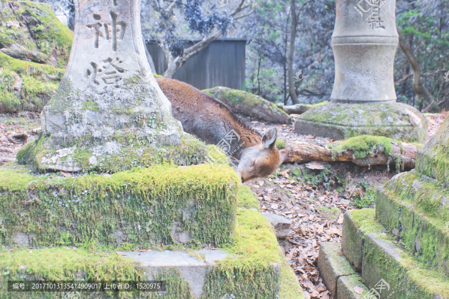 日本关西奈良神社,小鹿