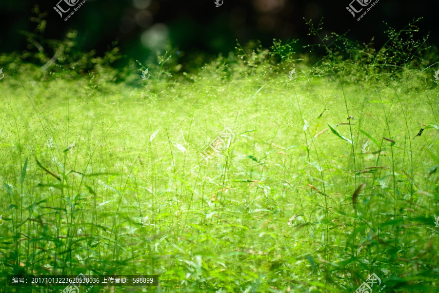 阳光绿草