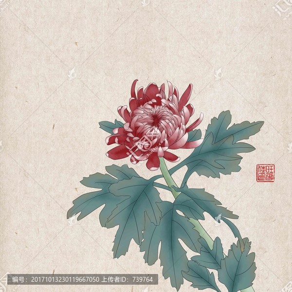 工筆畫菊花,PSD