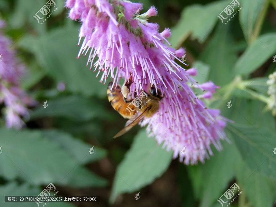 蜜蜂采蜜