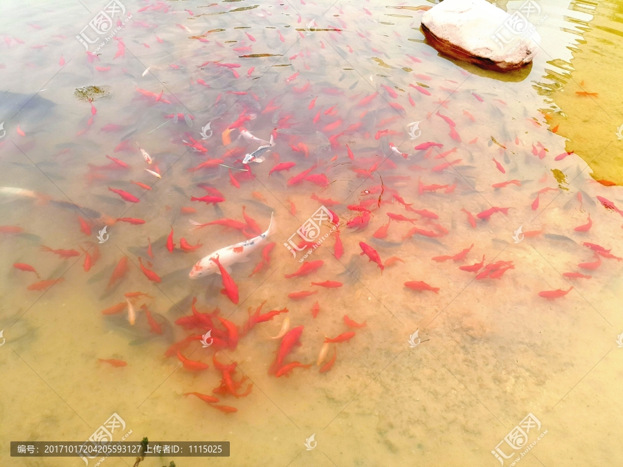 水中红鱼