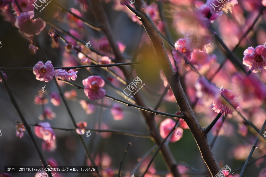 梅花