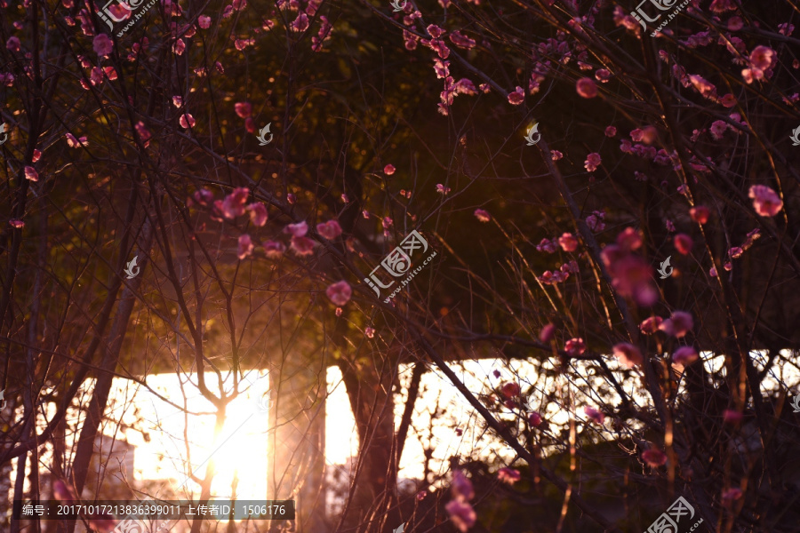 梅花
