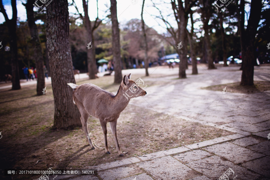奈良的小鹿