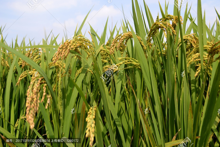 稻穗,水稻,稻谷