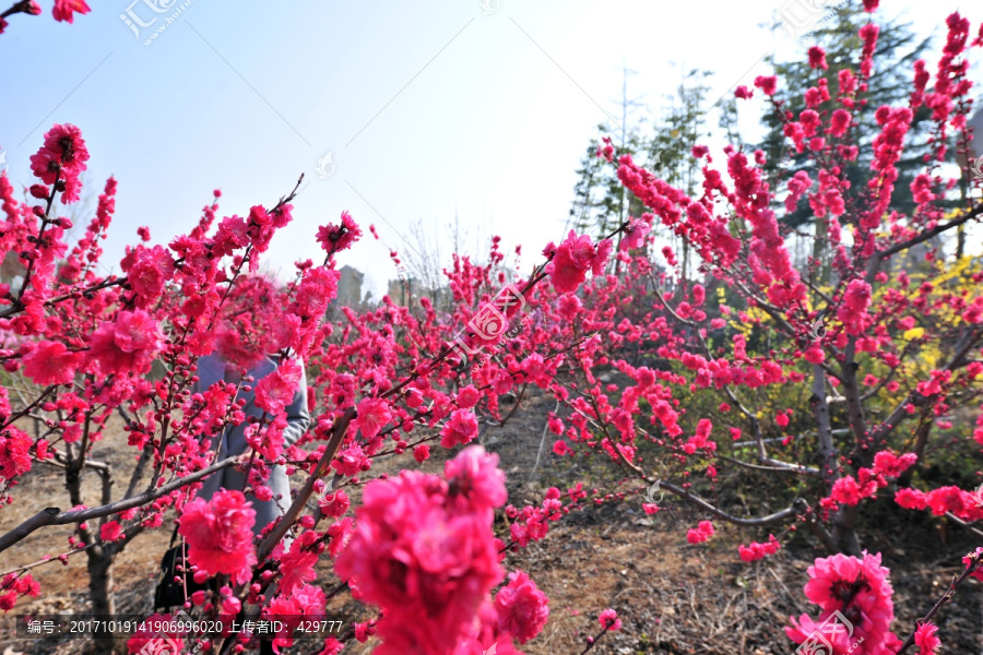 桃花园,红花