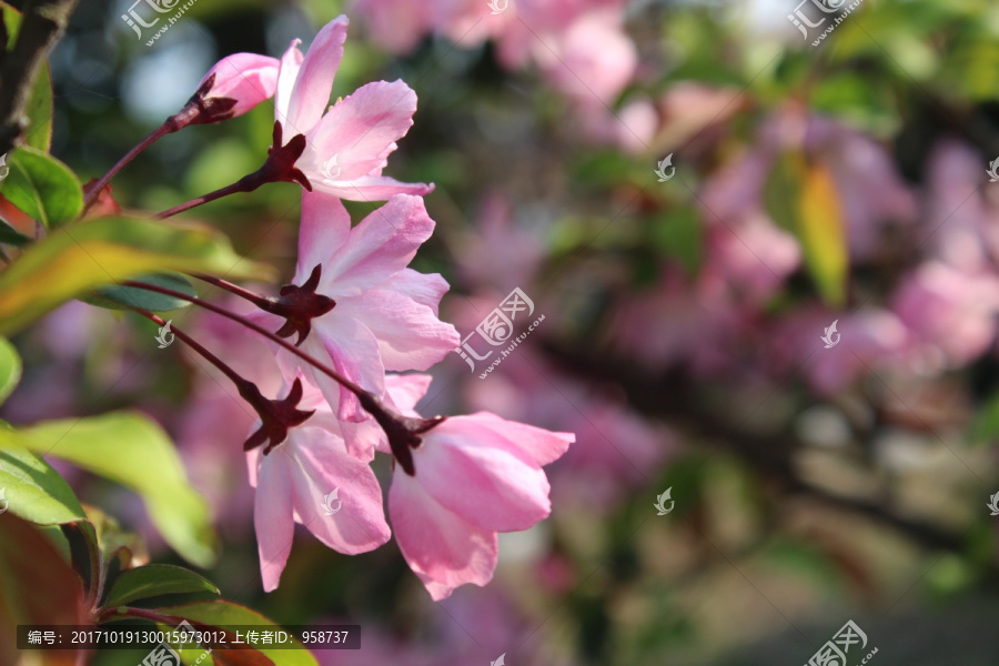 桃花特寫